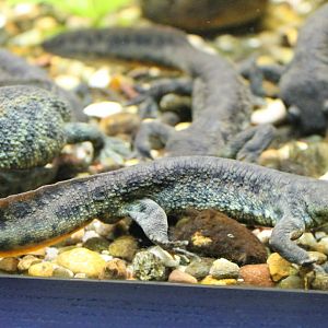Iberian ribbed salamanders