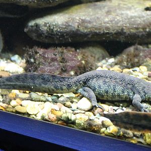 Iberian ribbed salamander