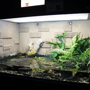 Enclosure Iberian ribbed salamander