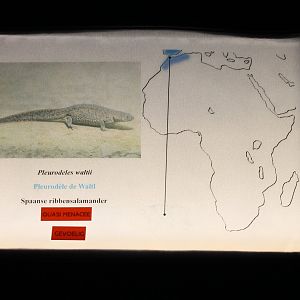 Sign Iberian ribbed salamander