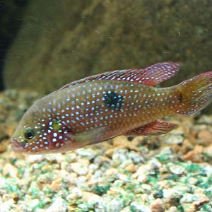 Hemichromis bimaculatus