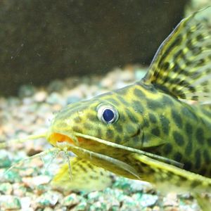 Synodontis schoutedeni