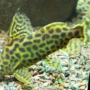 Synodontis schoutedeni