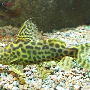Synodontis schoutedeni