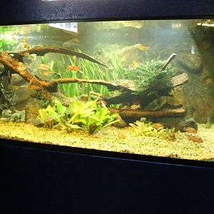 West-african Aquarium