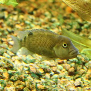 Steatocranus casuarius