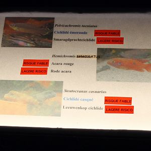 Cichlid-signs