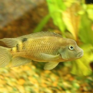 Steatocranus casuarius