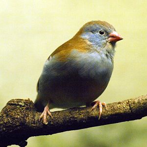 Blue-headed waxbill