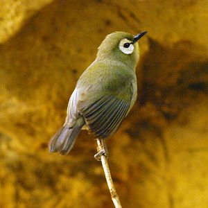 Kikuyu white-eye