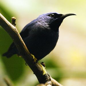Cock purple honeycreeper