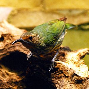 Hen purple honeycreeper