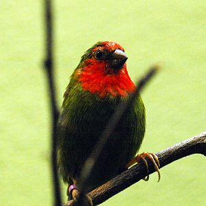 Red-faced parrotfinch