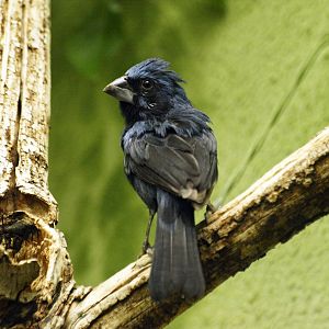 Ultramarine grosbeak