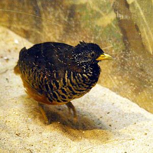 Barred buttonquail