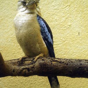 Blue-winged kookaburra