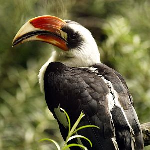 Von der Decken's hornbill