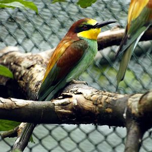 European bee eater