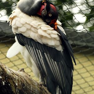 KIng vulture
