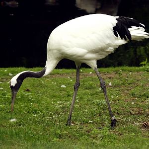 Red-crowned crane
