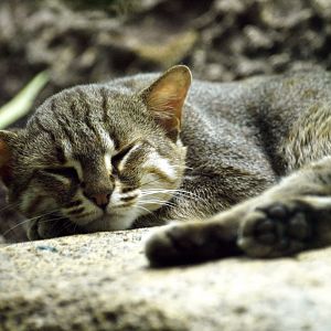 Rusty-spotted cat