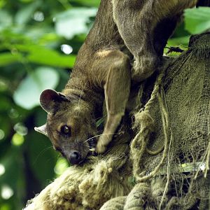 Fossa using enrichment
