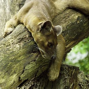 Fossa