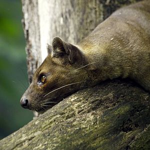 Fossa