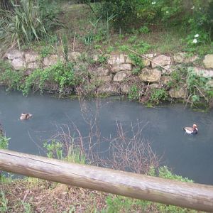 Reserve Africaine de Sigean - The stream