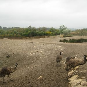 Reserve Africaine de Sigean - Emu exhibit