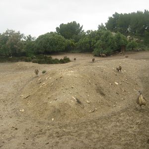 Reserve Africaine de Sigean - Emu exhibit