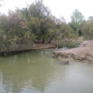 Reserve Africaine de Sigean - Emu lake