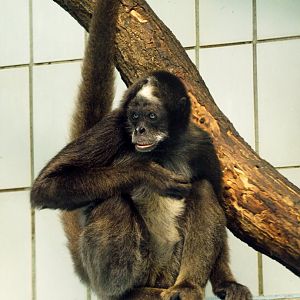 Variegated spider monkey