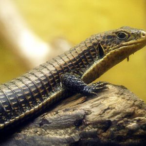 Sudan plated lizard