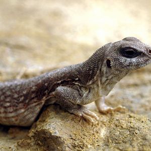 Desert iguana