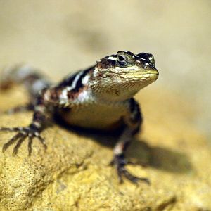 Scleroporus macdougallii