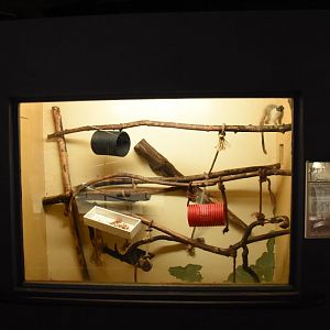 Pied tamarin indoors