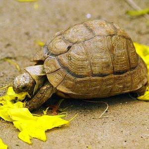 Madagascar tortoise