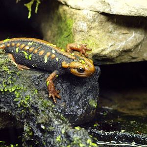 Tylototriton shanjing