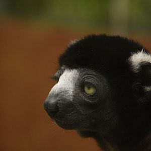 Crowned sifaka