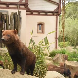 Bush dog