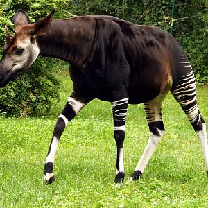 Okapi