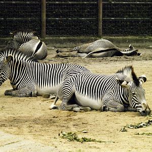 Grevy's zebras