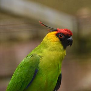 Horned parakeet