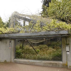 Gibbon enclosure