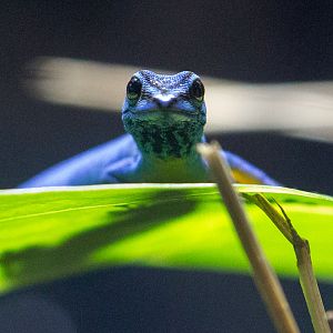 Electric blue gecko : Cotswold WP : 21 Apr 2017