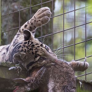 Indochinese clouded leopard : Cotswold WP : 21 Apr 2017