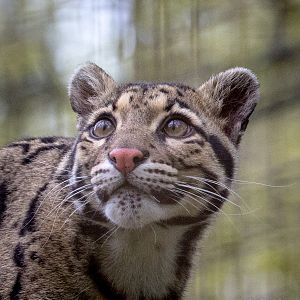 Indochinese clouded leopard : Cotswold WP : 21 Apr 2017