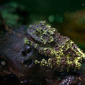 Vietnamese mossy frog : Cotswold WP : 21 Apr 2017