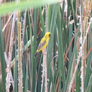 Asian Golden Weaver - Muang Boran Fishponds